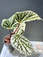 Begonia CatEar