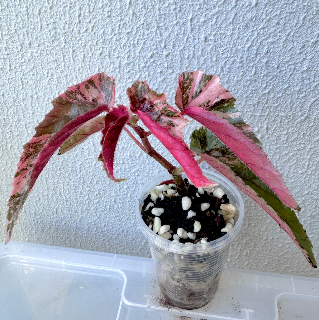 3.1005 Begonia Ginny Galaxy Variegated