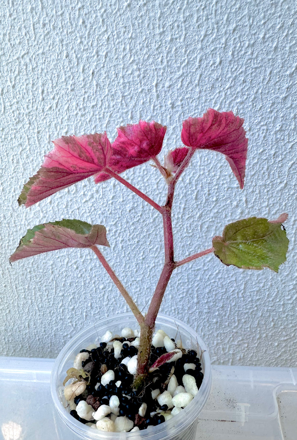 3.1005 Begonia Ginny Galaxy Variegated