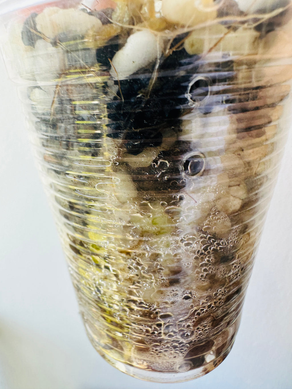 3.1005 Begonia Ginny Galaxy Variegated