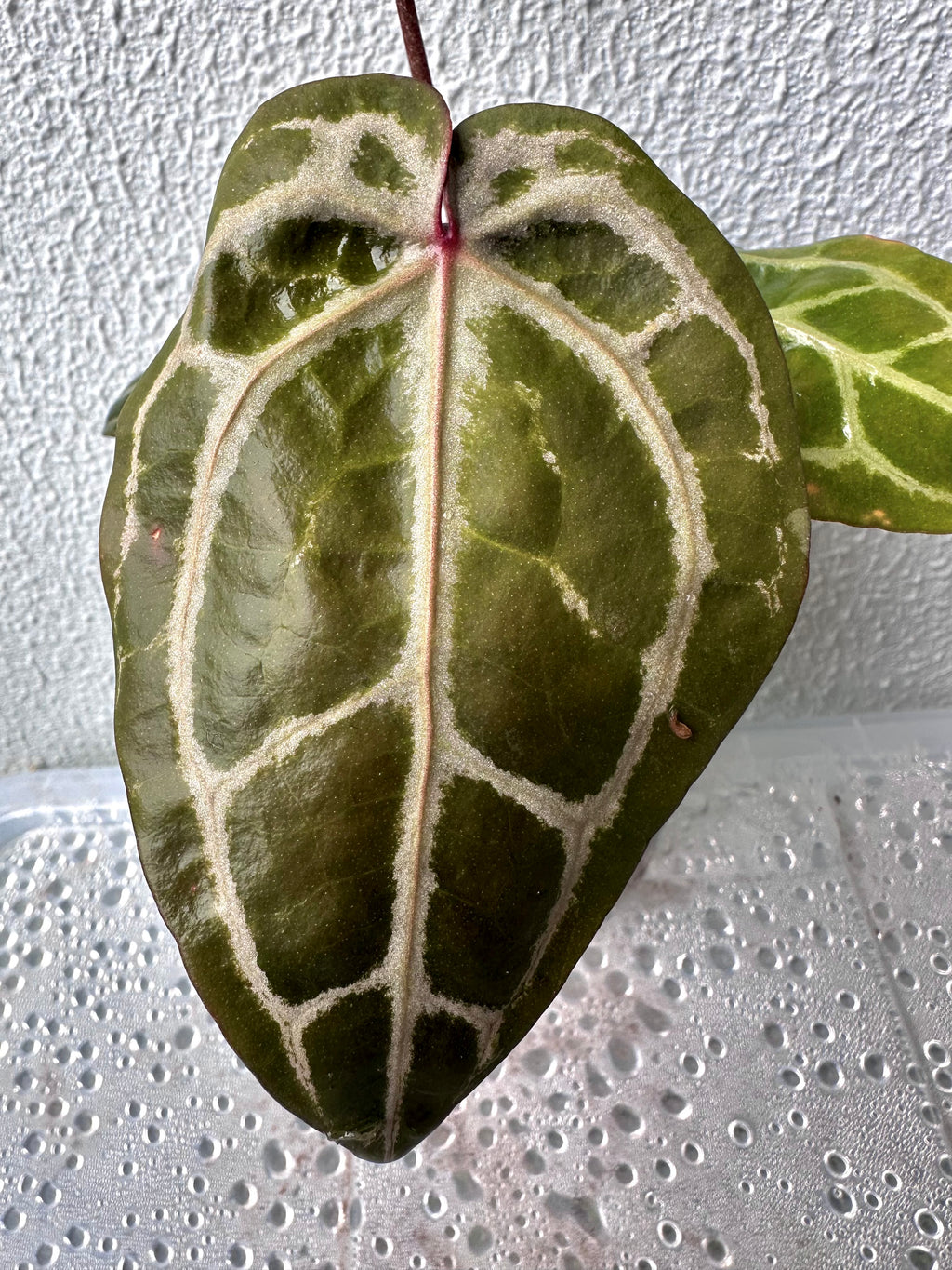 Anthurium Red Crystallinum - Pink ish