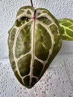 Anthurium Red Crystallinum - Pink ish
