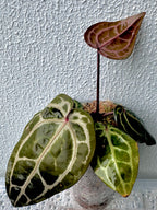 Anthurium Red Crystallinum - Pink ish