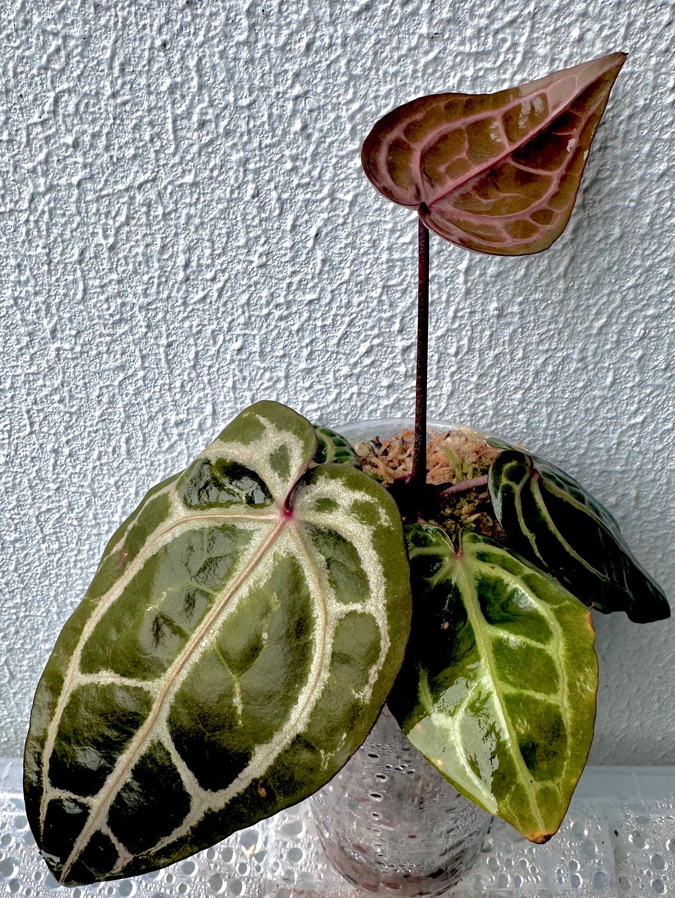 Anthurium Red Crystallinum - Pink ish