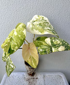 Philodendron Gloriosum Galaxy Marble Variegated Full Plant