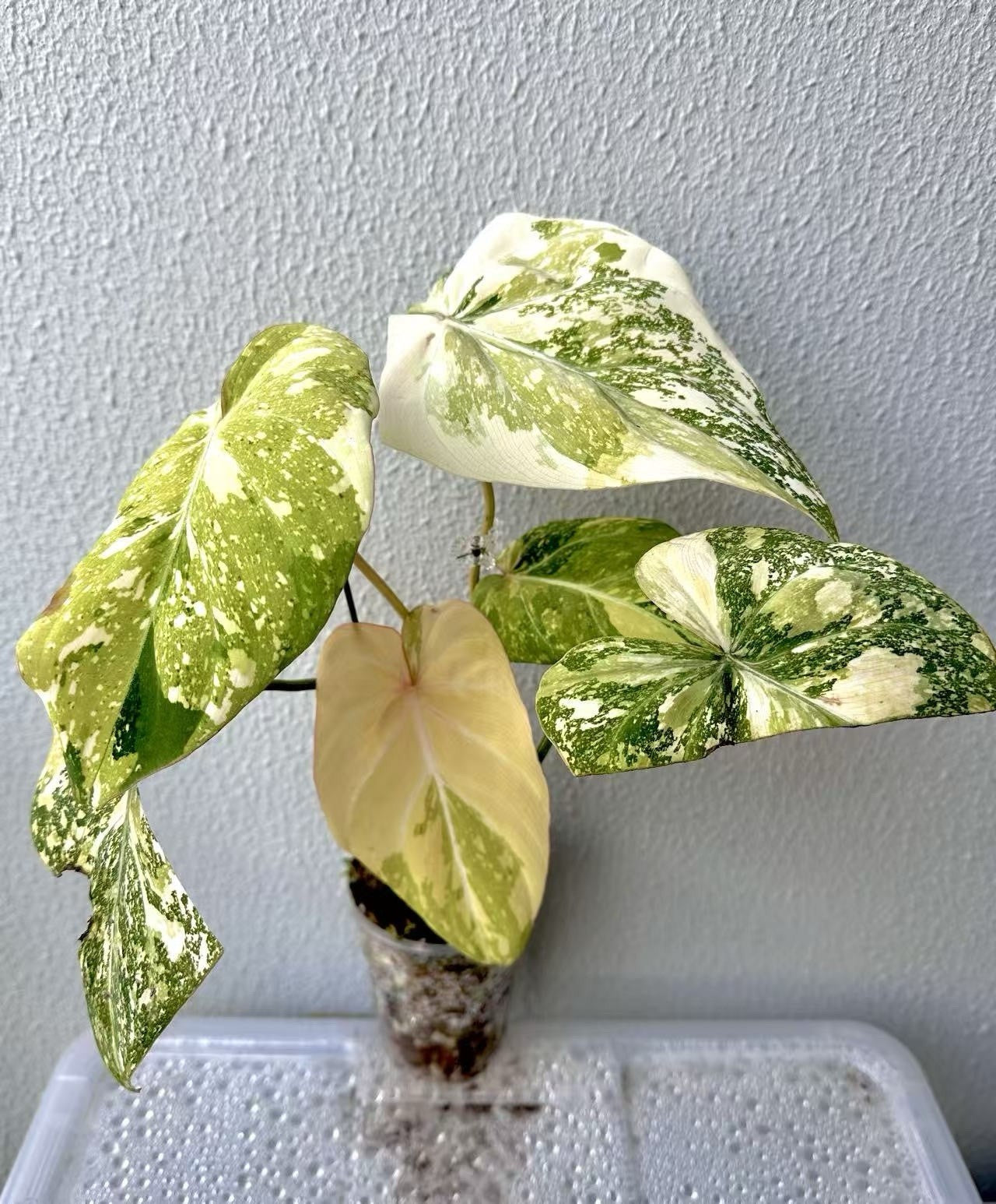 Philodendron Gloriosum Galaxy Marble Variegated Full Plant