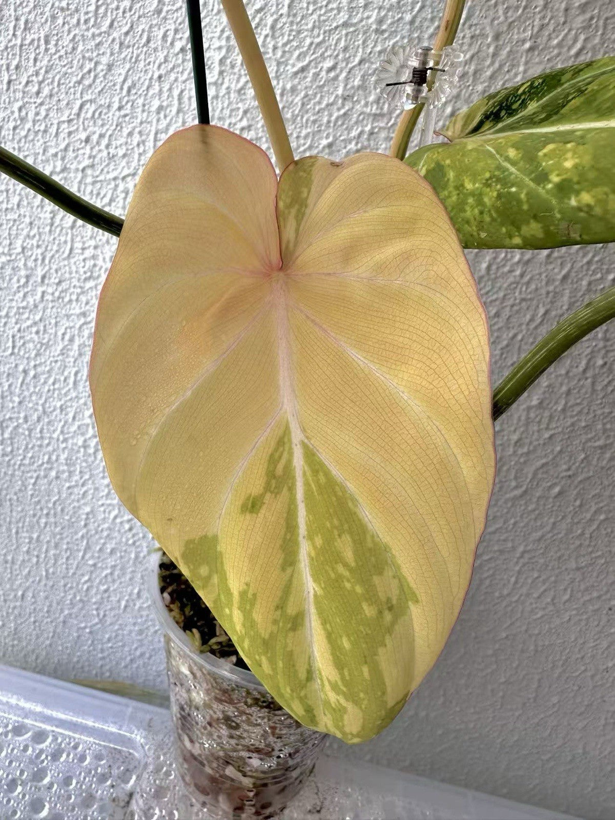 Philodendron Gloriosum Galaxy Marble Variegated Full Plant