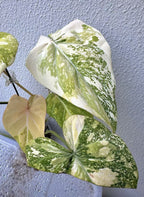 Philodendron Gloriosum Galaxy Marble Variegated Full Plant