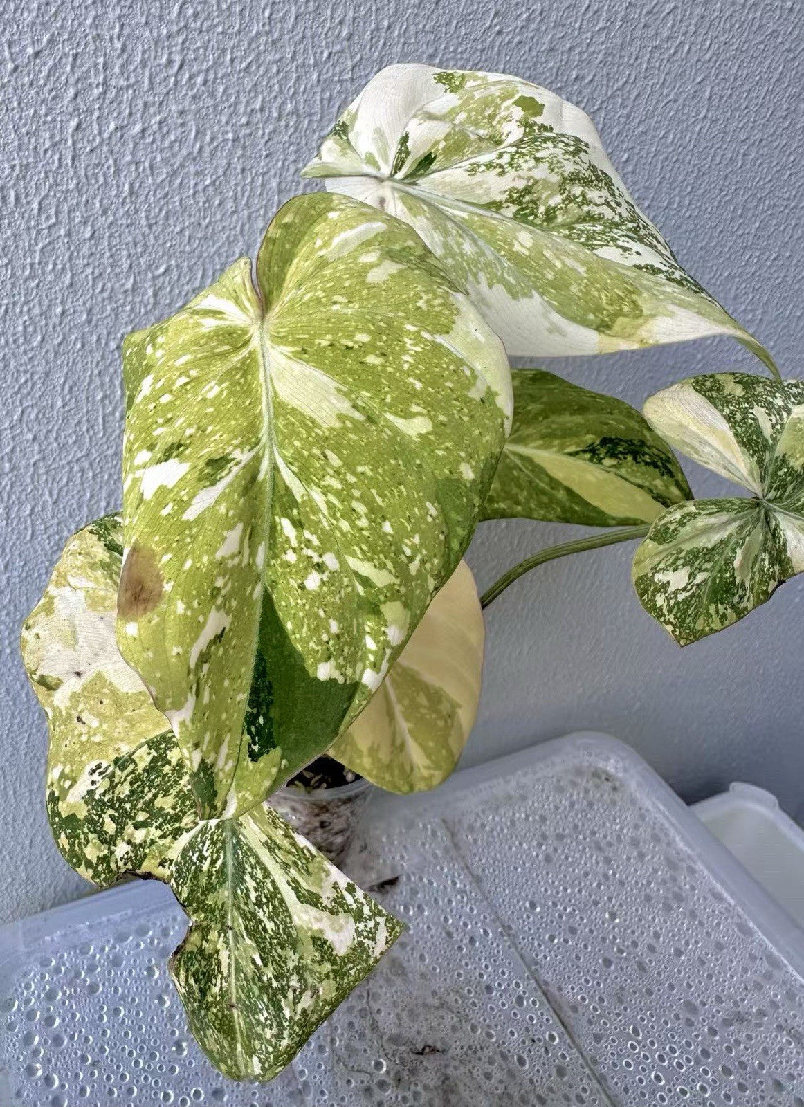 Philodendron Gloriosum Galaxy Marble Variegated Full Plant