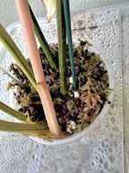 Philodendron Gloriosum Galaxy Marble Variegated Full Plant