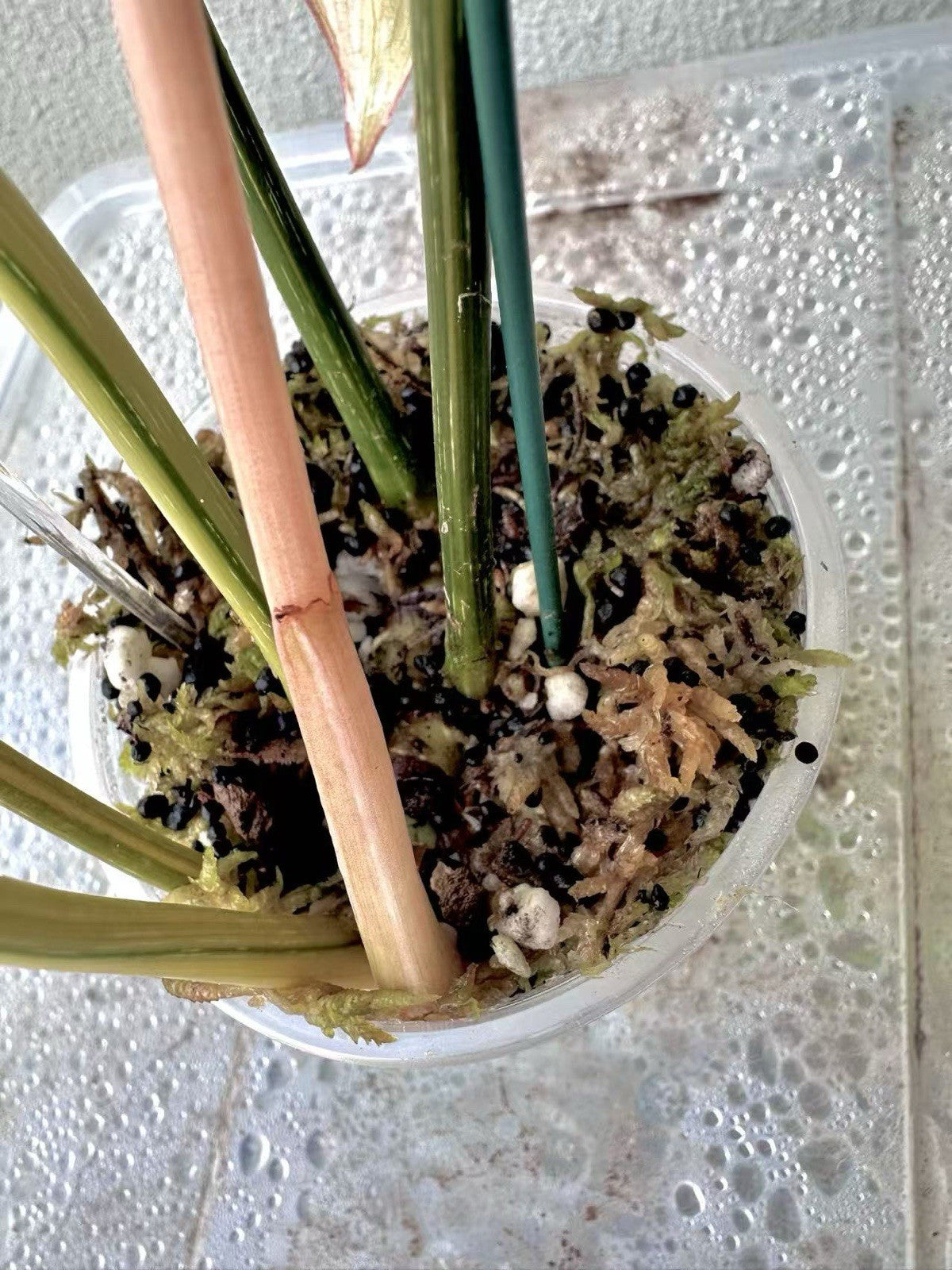 Philodendron Gloriosum Galaxy Marble Variegated Full Plant