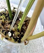 Philodendron Gloriosum Galaxy Marble Variegated Full Plant