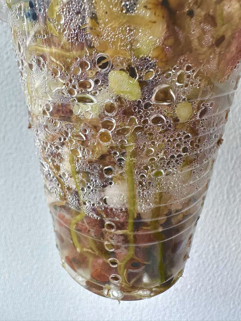 Philodendron Gloriosum Galaxy Marble Variegated Full Plant