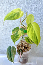 Philodendron Micans Variegated