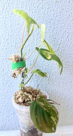 Philodendron Micans Variegated