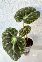 Begonia Barsalouxiae