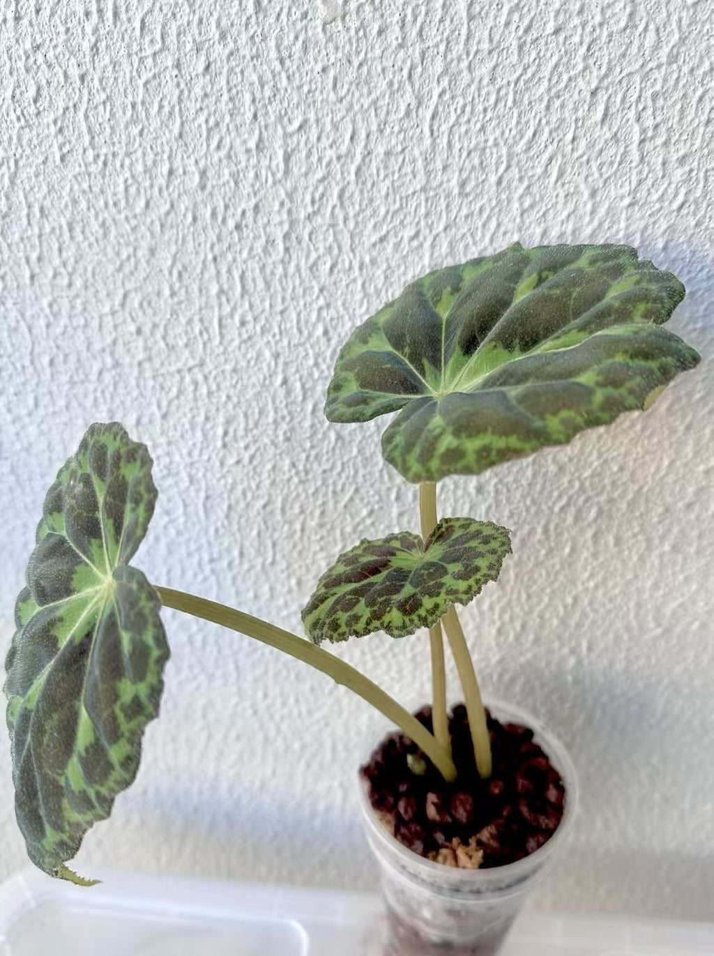 Begonia Barsalouxiae