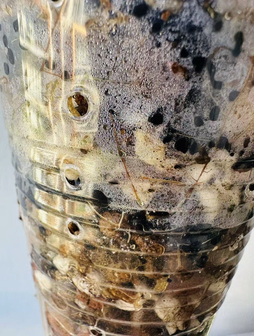 Begonia Barsalouxiae