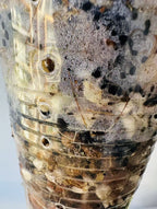 Begonia Barsalouxiae