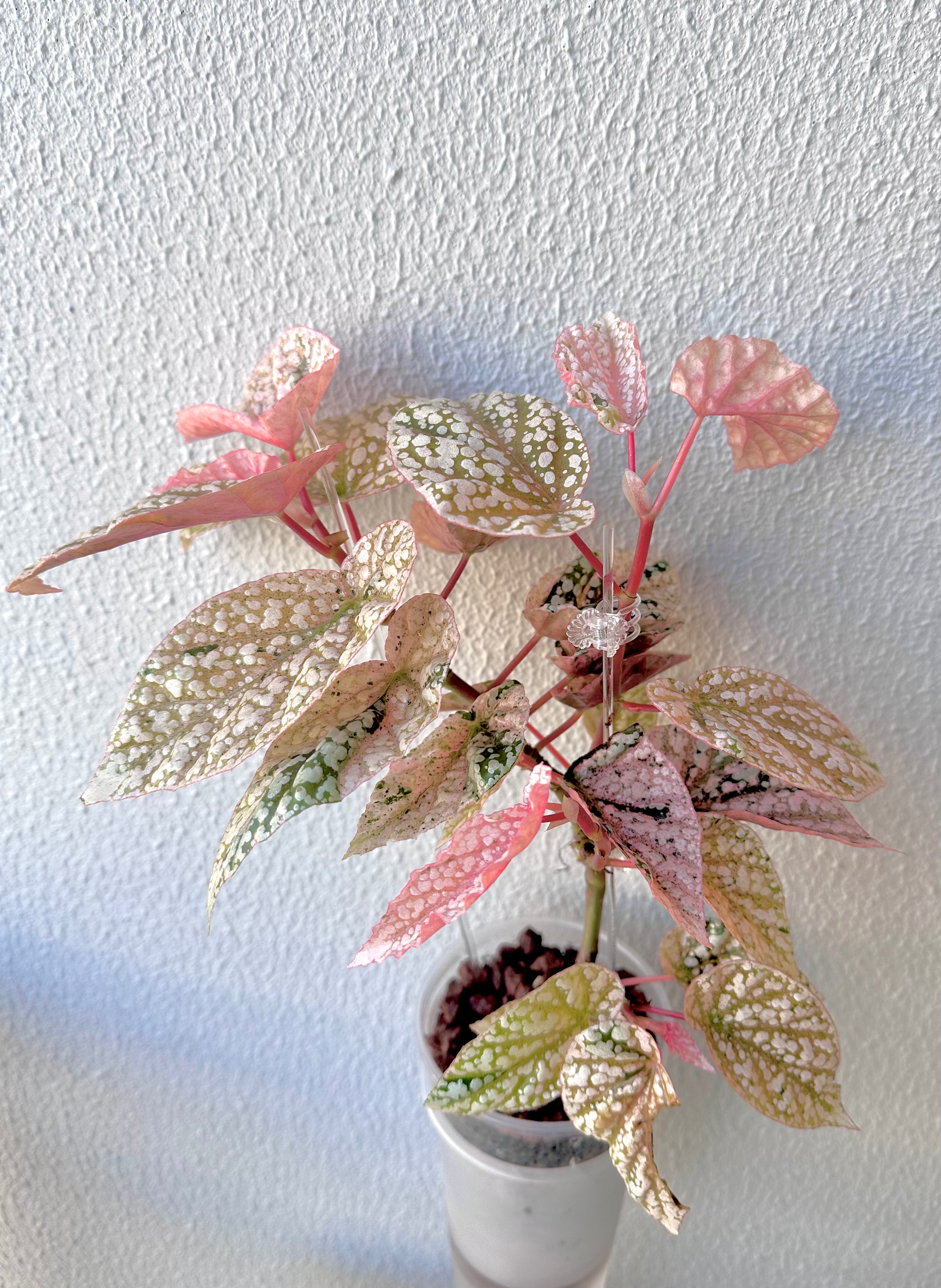 Begonia Snowcap Variegated