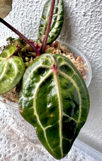 Anthurium Red Crystallinum - Pink ish