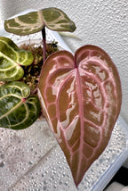 Anthurium Red Crystallinum - Pink ish