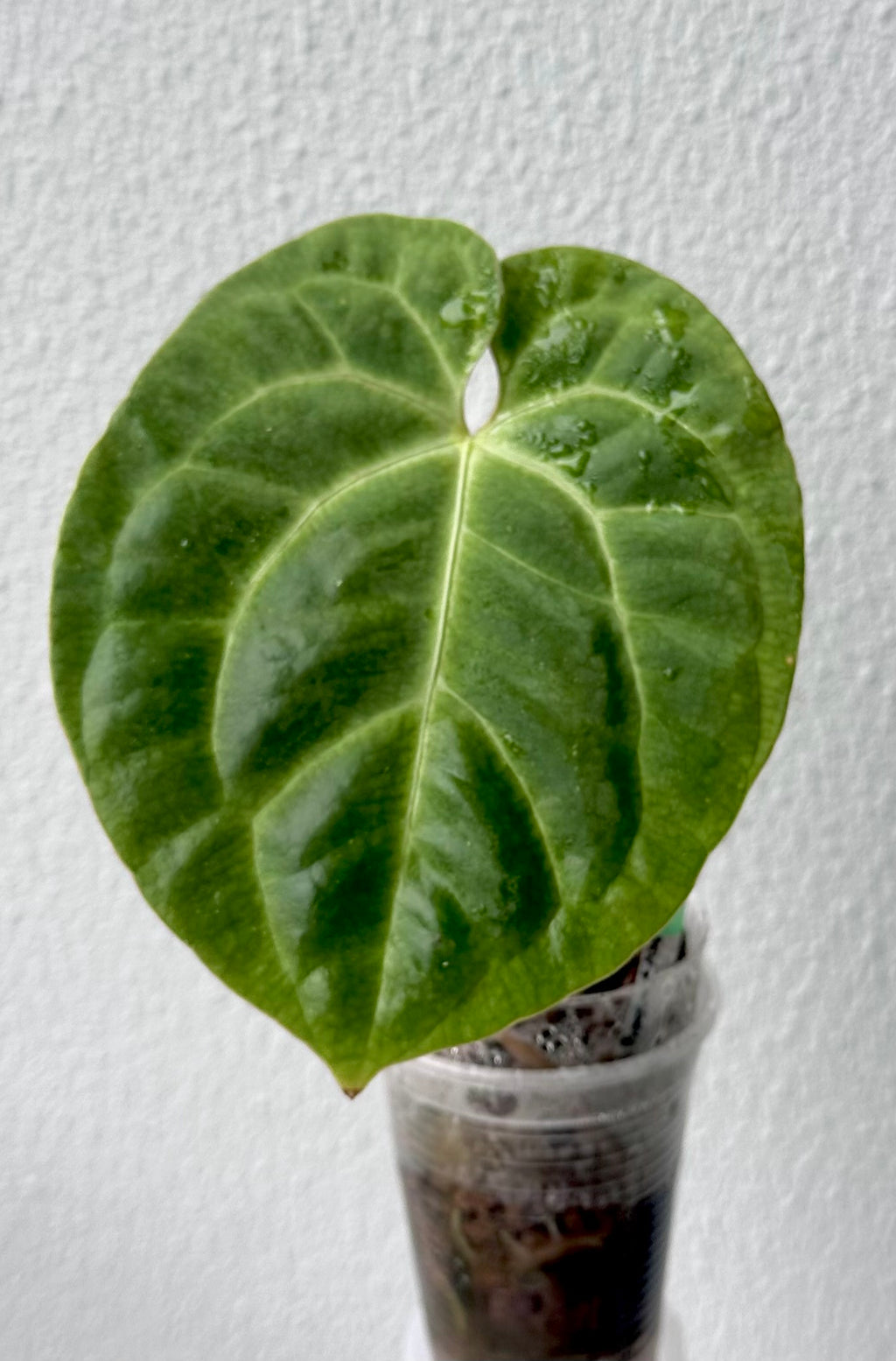 Anthurium Besseae Aff