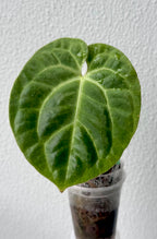 Anthurium Besseae Aff