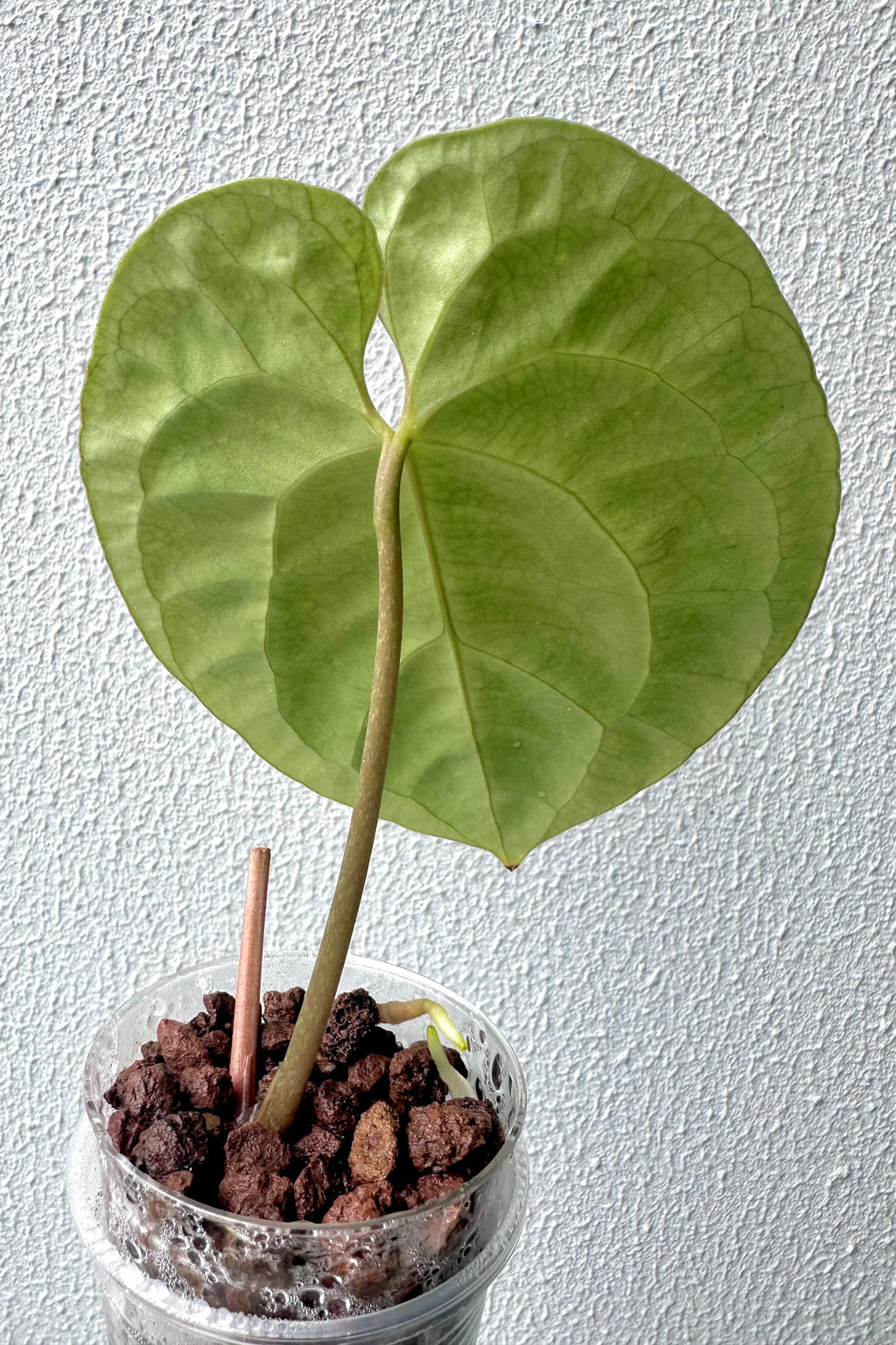 Anthurium Besseae Aff