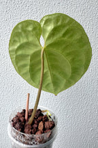Anthurium Besseae Aff