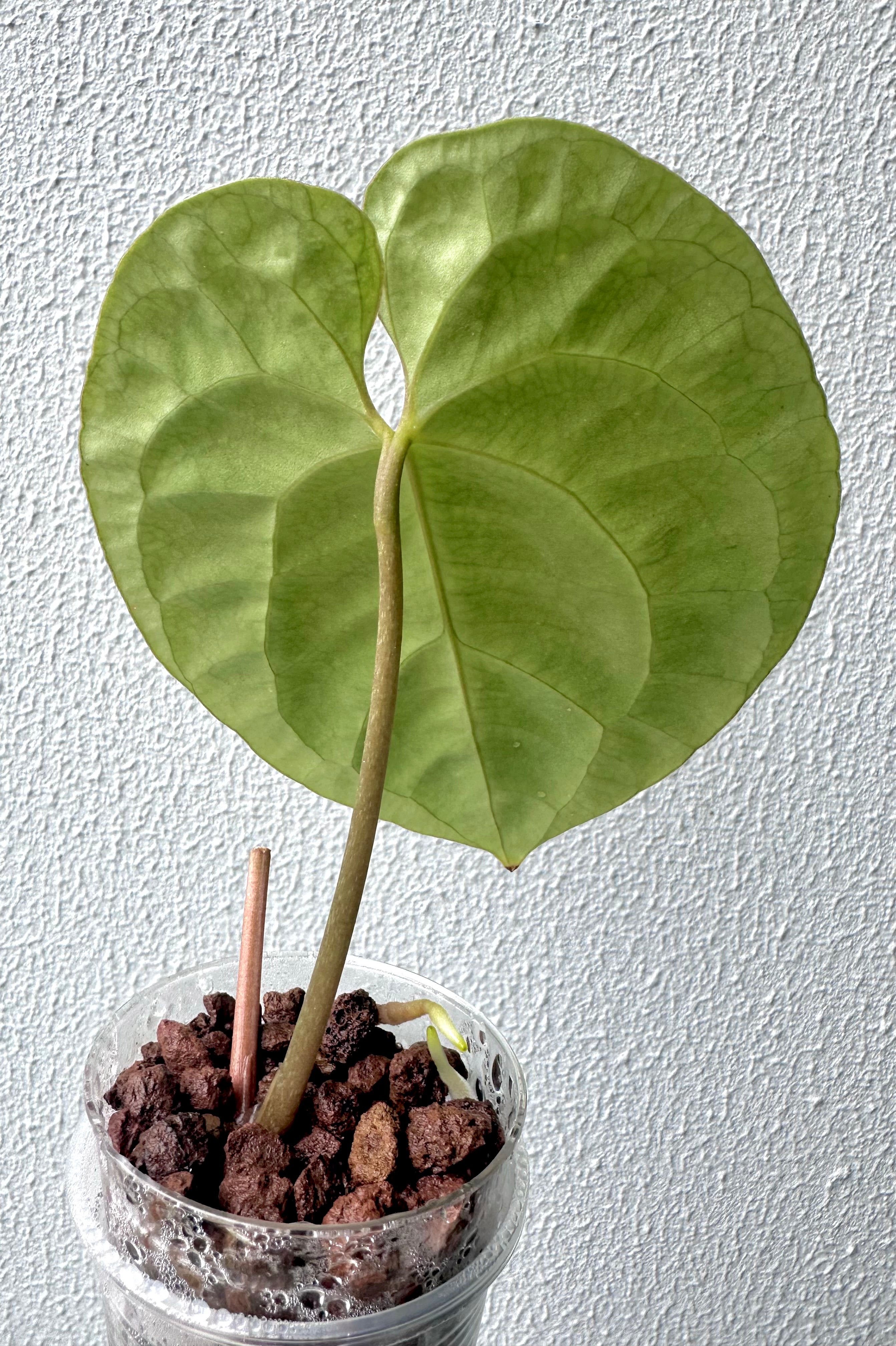 Anthurium Besseae Aff