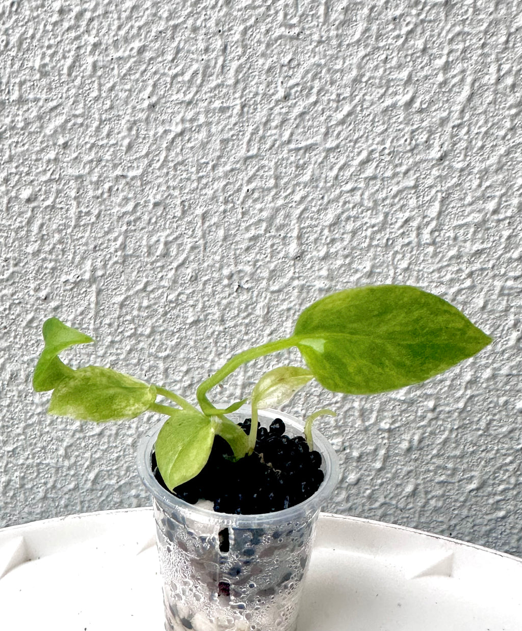 Anthurium Vittarifolium variegated