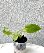 Anthurium Vittarifolium variegated