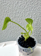 Anthurium Vittarifolium variegated