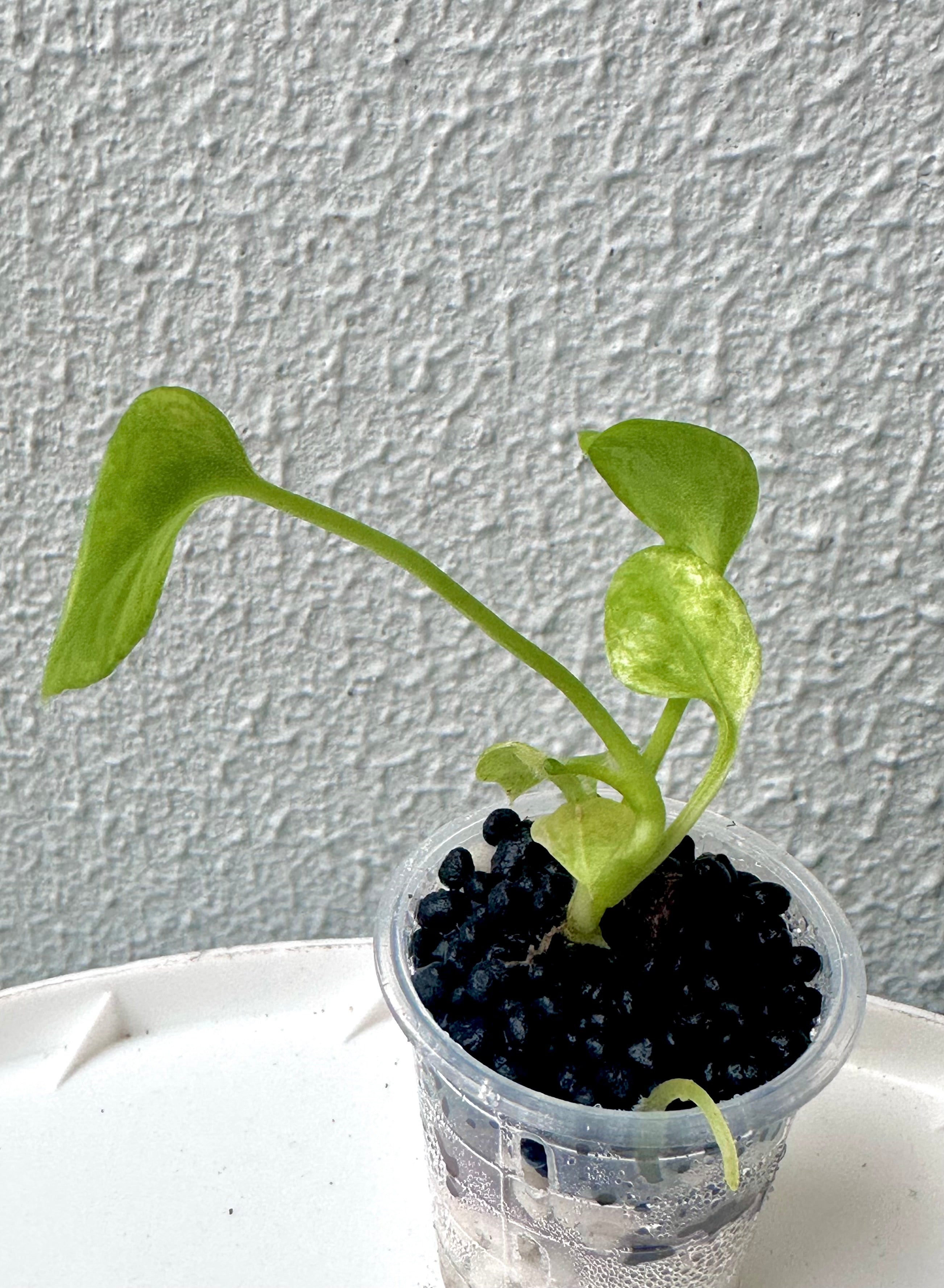 Anthurium Vittarifolium variegated