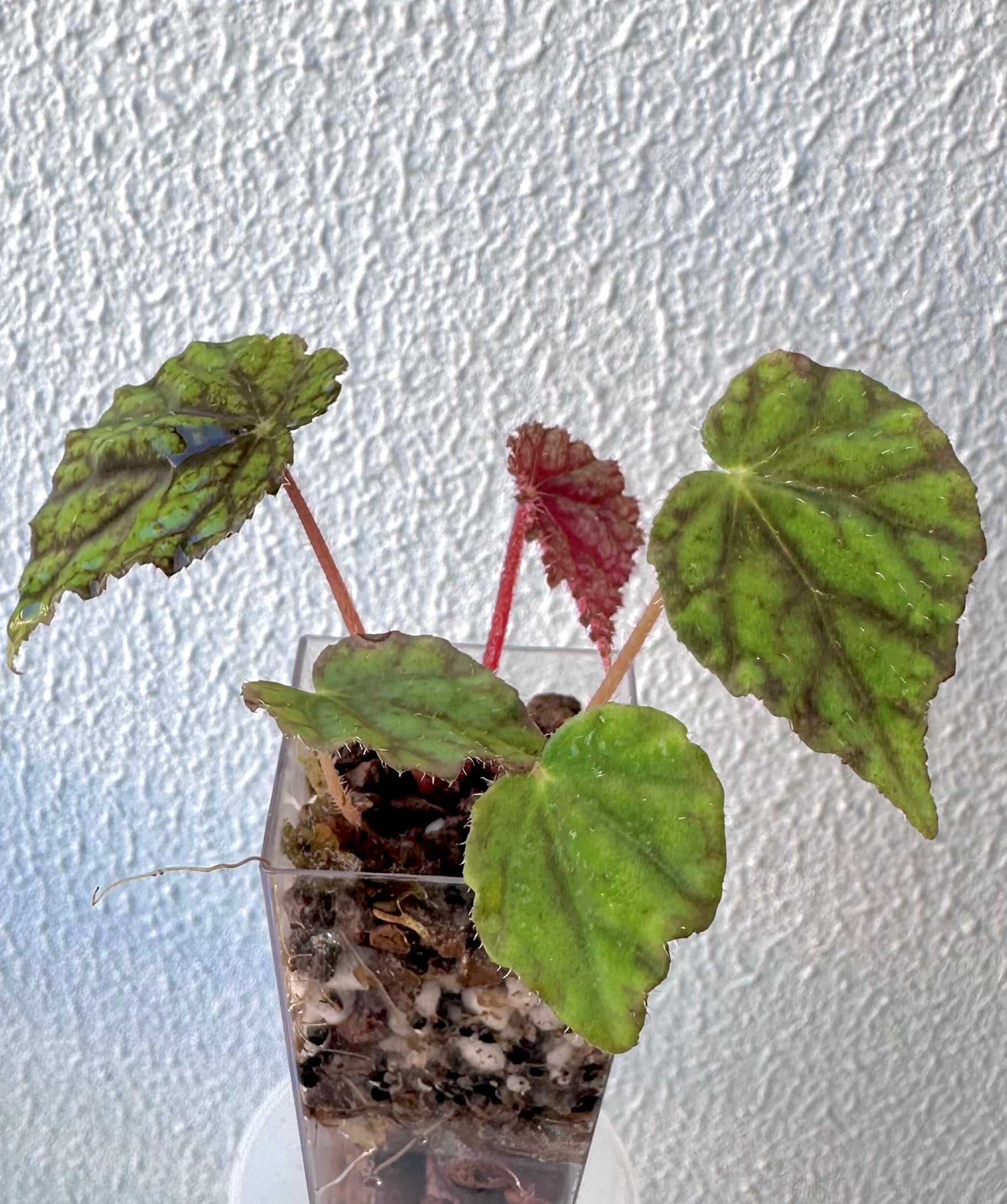 Begonia Abu Dhabi