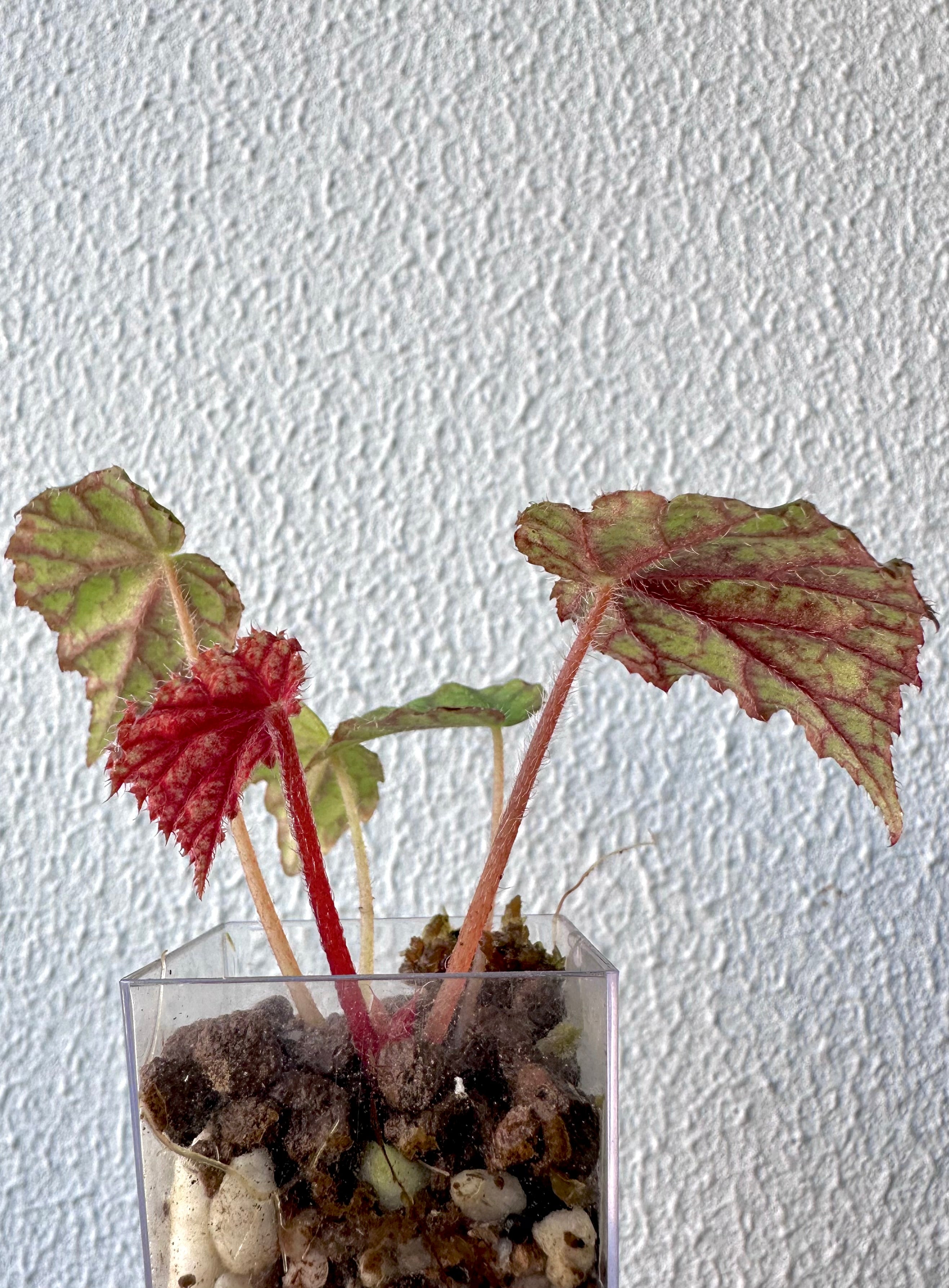 Begonia Abu Dhabi