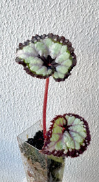 Begonia DS Dolce Vita