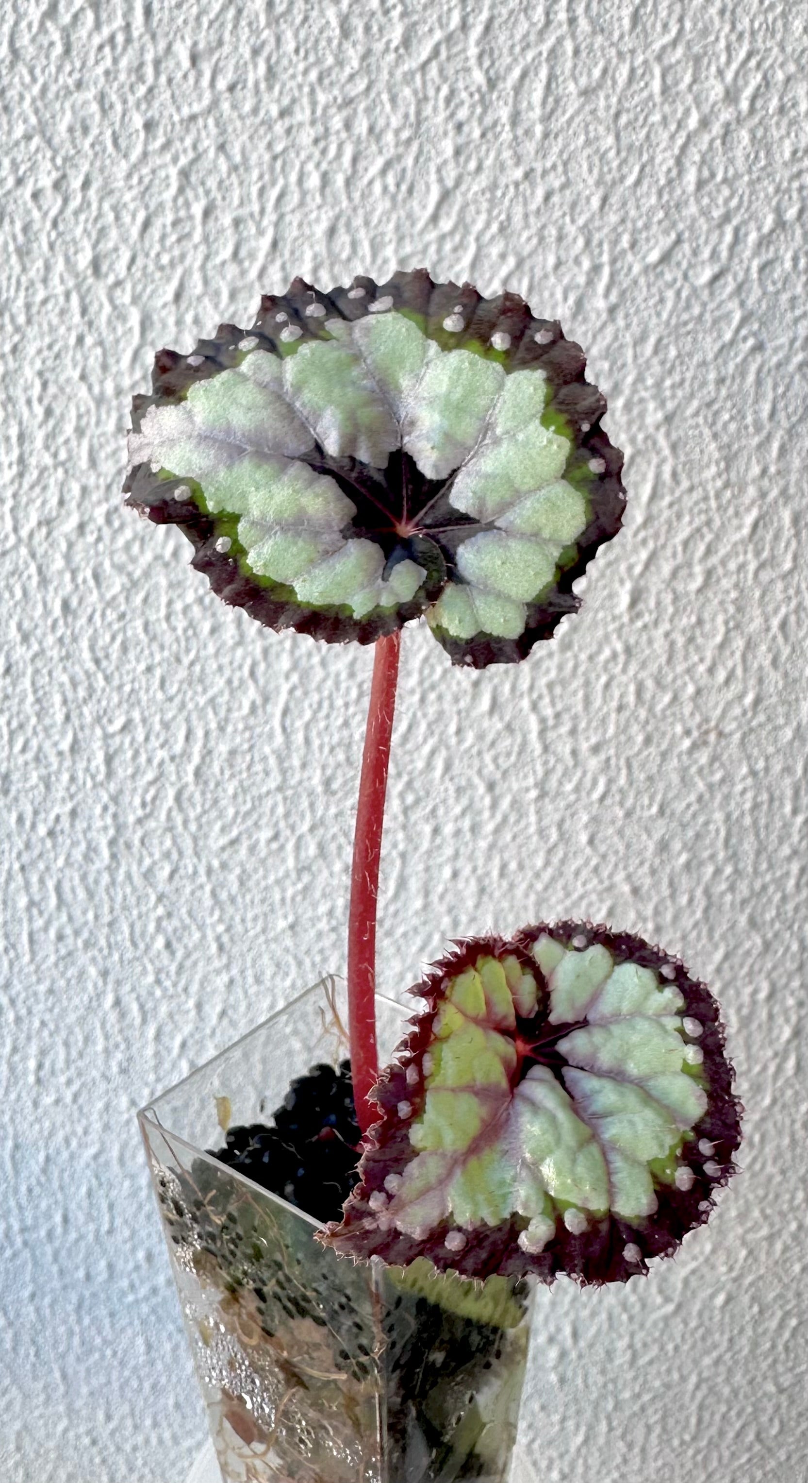 Begonia DS Dolce Vita