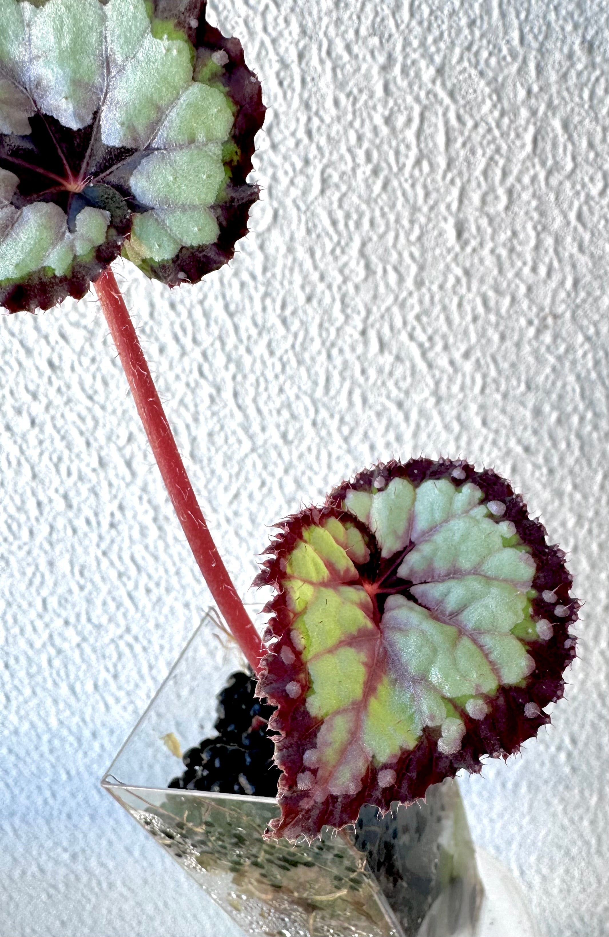 Begonia DS Dolce Vita