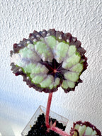 Begonia DS Dolce Vita