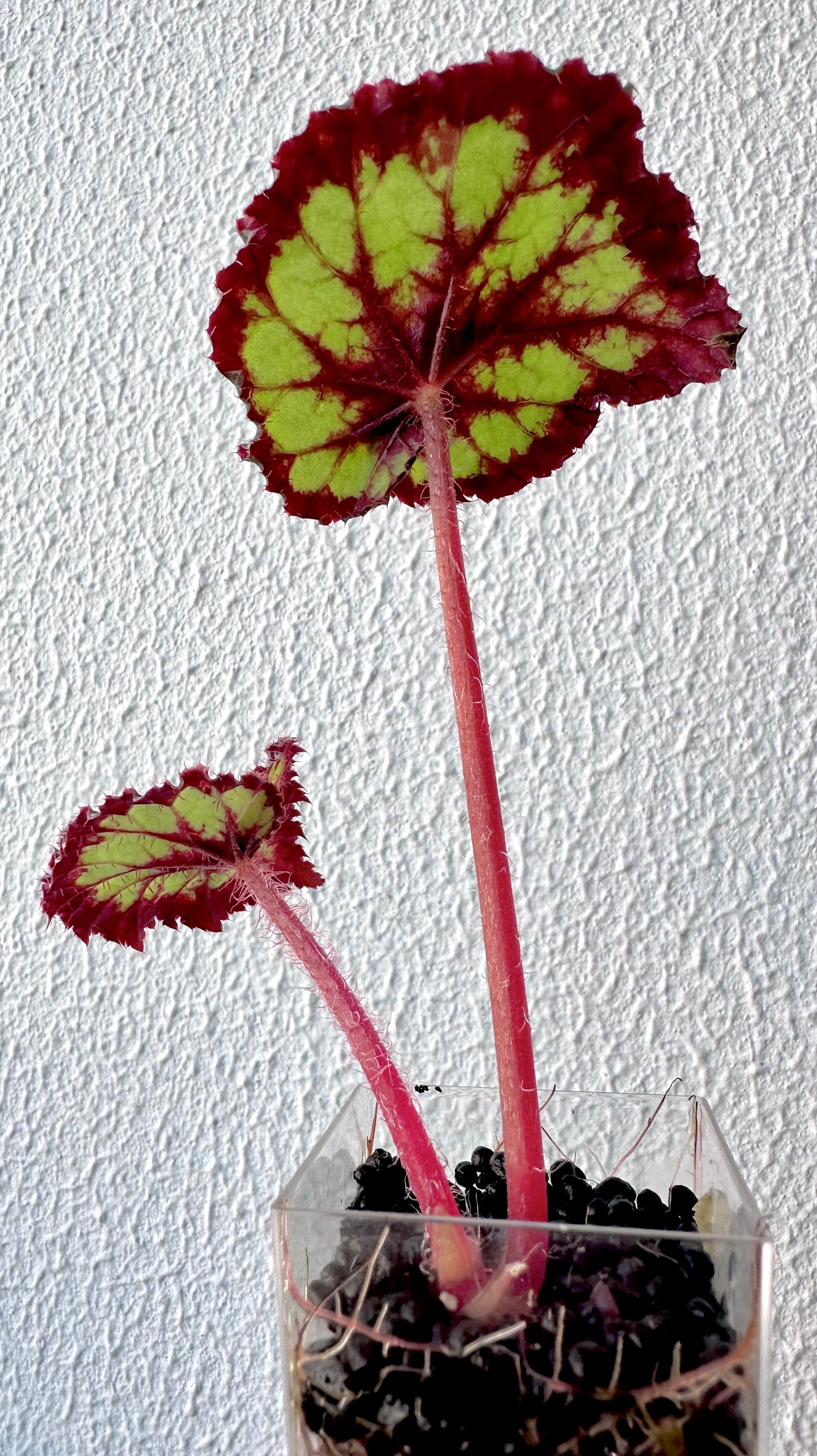 Begonia DS Dolce Vita