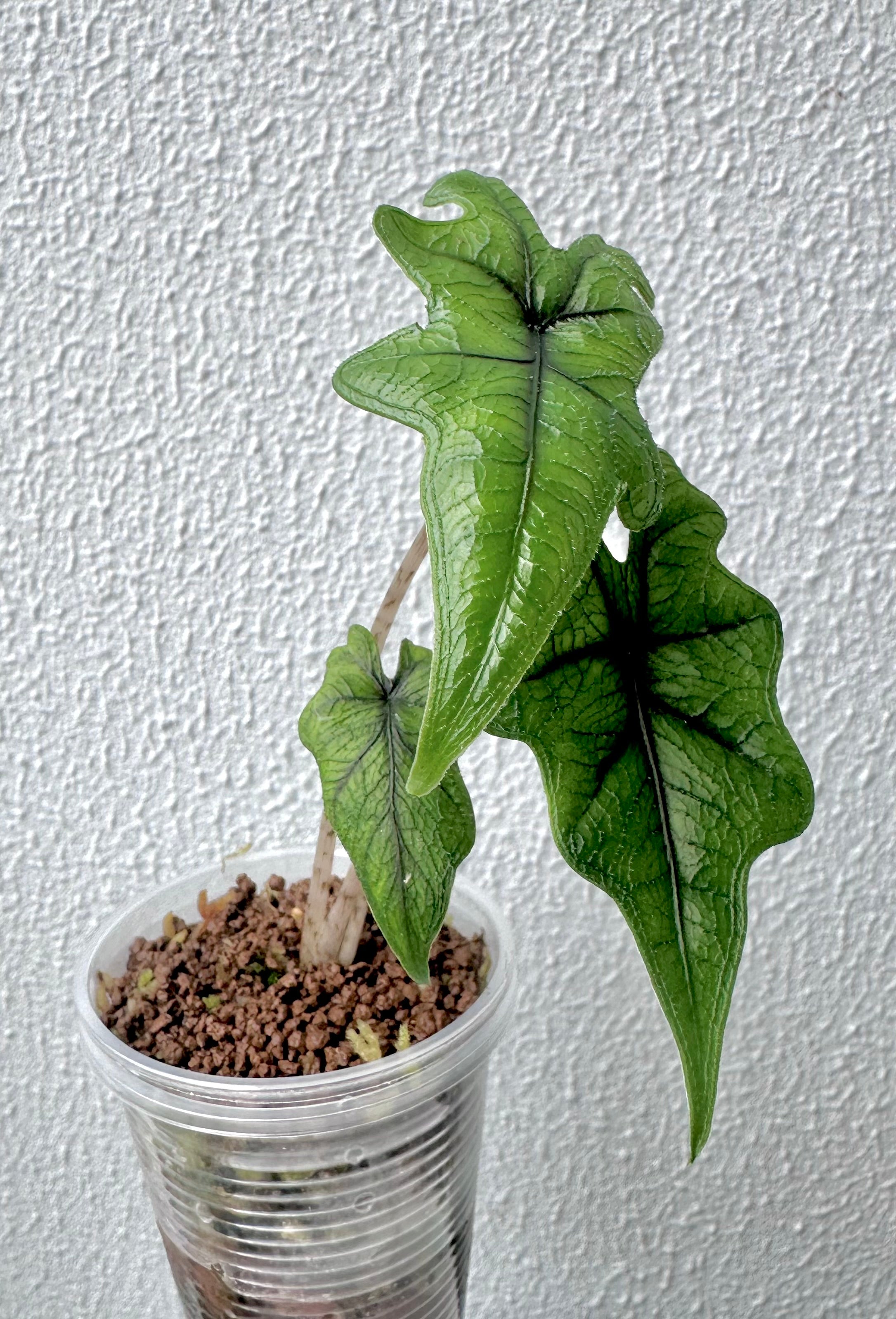 Alocasia Jacklyn
