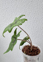 Alocasia Jacklyn