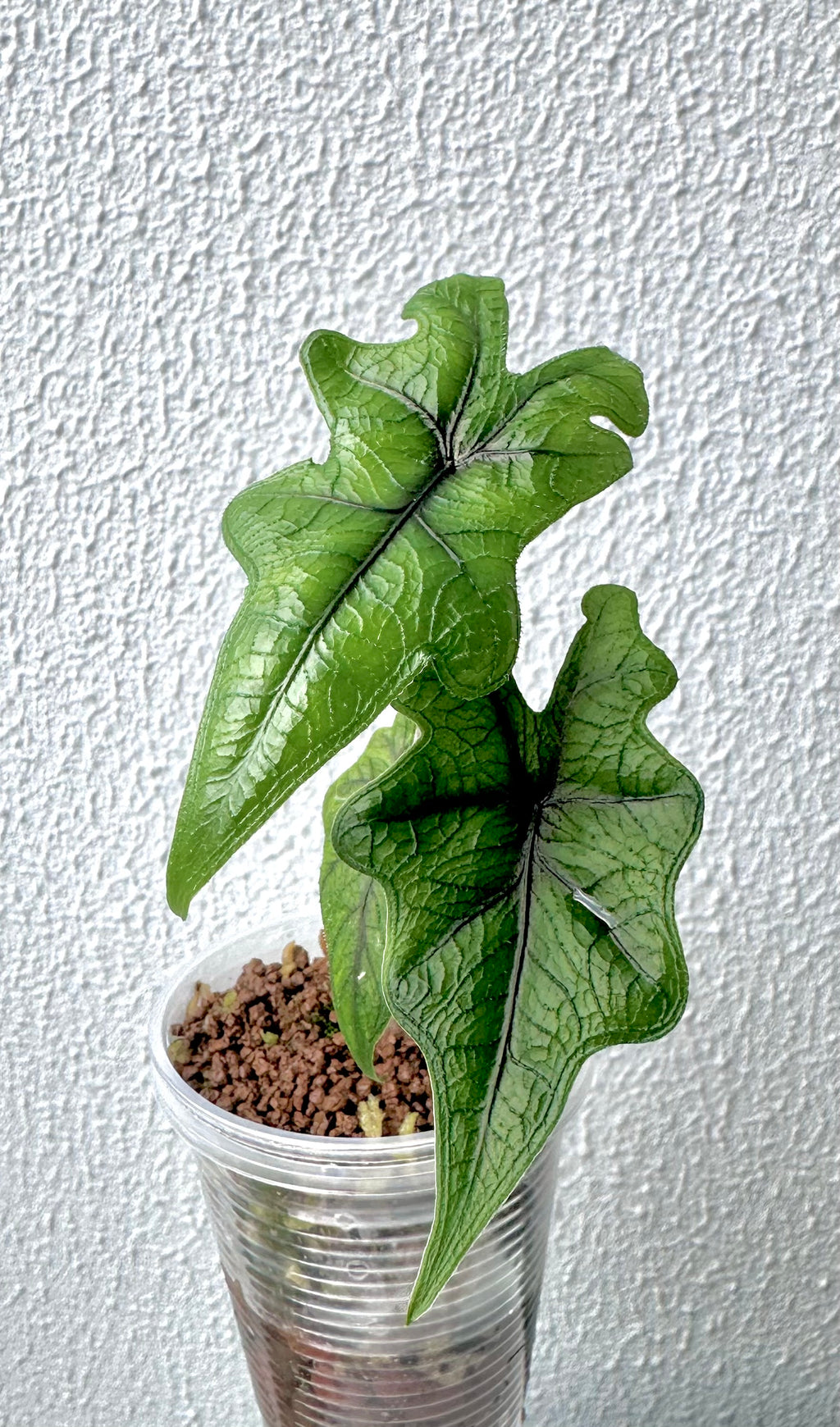 Alocasia Jacklyn