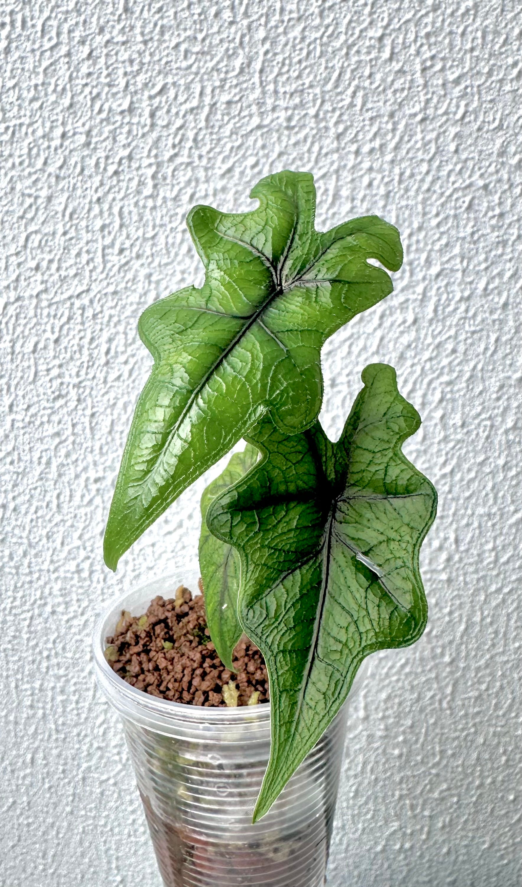 Alocasia Jacklyn