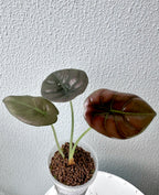 Alocasia Cuprea