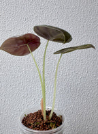 Alocasia Cuprea