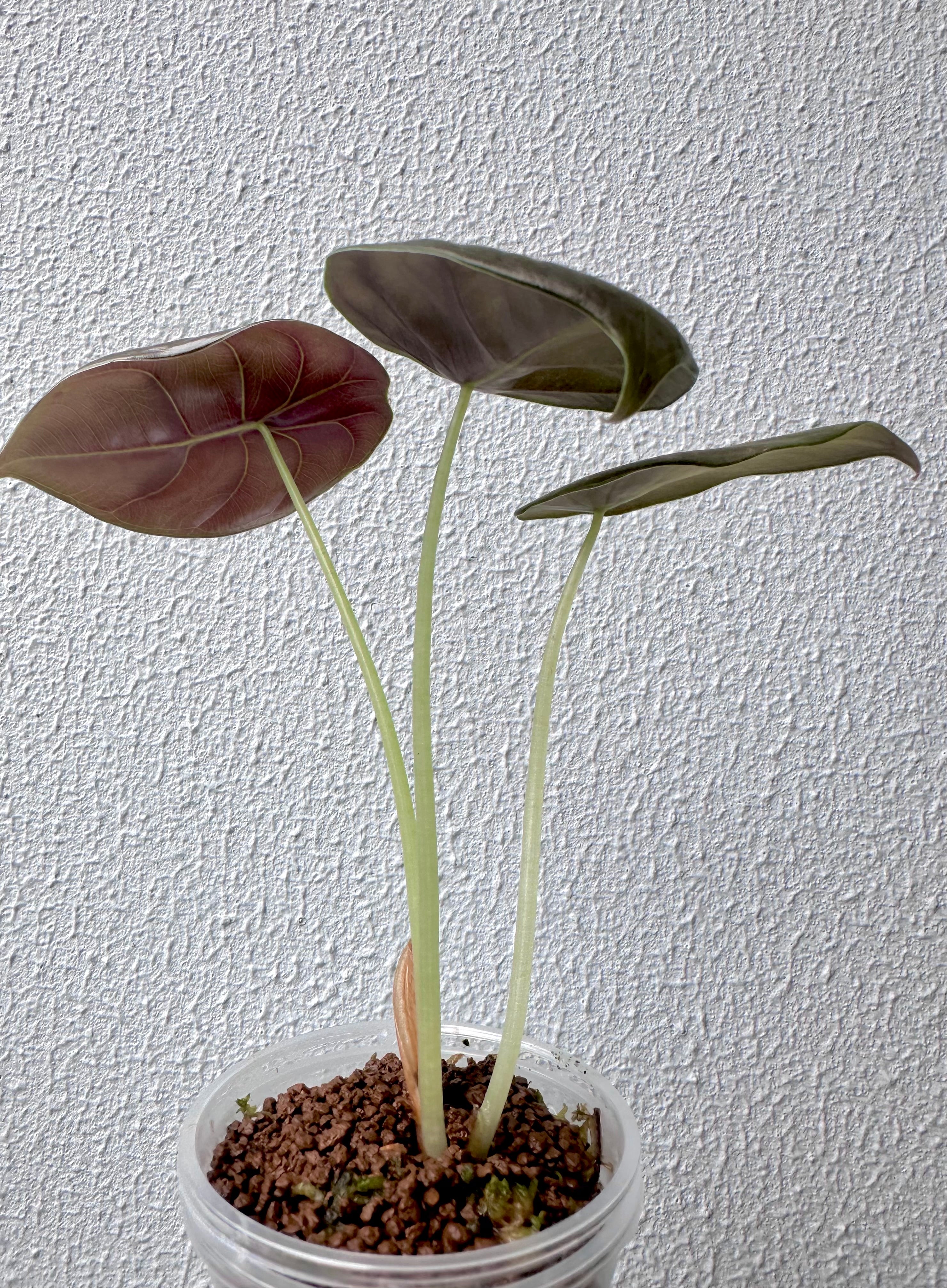 Alocasia Cuprea