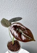 Alocasia Cuprea